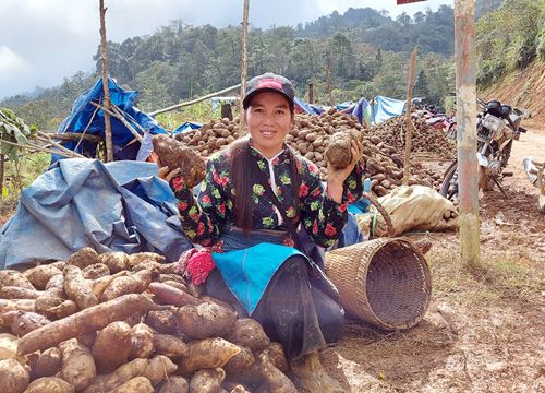 Lào Cai: Vùng đất quen trồng thứ sâm lạ, đào củ đổ đống bán rẻ hơn khoai mà thu 10 tỷ đồng