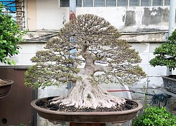 Cây bonsai là gì, nguồn gốc, phân loại và những loại cây đẹp