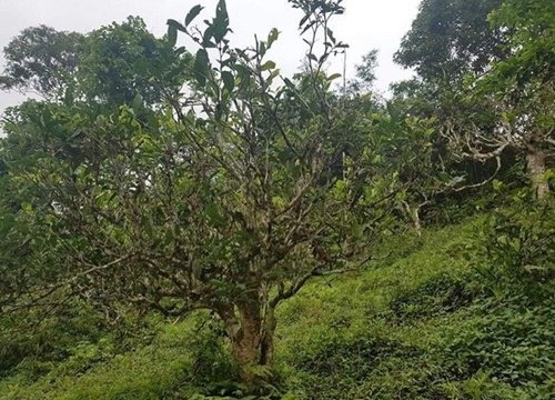 Mặc kệ can ngăn lên núi khởi nghiệp, 9X Thanh Hoá kiếm vài trăm triệu mỗi tháng "ngon ơ"