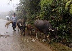 Nhiệt độ Lào Cai giảm sâu xuống dưới 0 độ C, xuất hiện sương muối