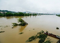 Tiền tỷ "trôi sông" vì nước lũ dâng cao đột ngột