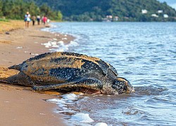 Tìm thấy một tổ rùa da quý hiếm tại Ecuador