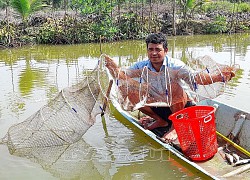 Cà Mau: Thả cá đối mục trong ao nuôi tôm sú, bất ngờ bắt được hơn 1,5 tấn, nông dân mừng vì bán đắt hàng