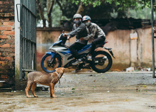 CLIP: Cú chích điện dã man lúc nửa đêm và màn trộm chó khiến tất cả kinh sợ