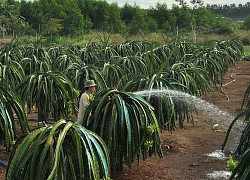 Đồng Nai: Trồng thanh long ruột đỏ, những ông nông dân trúng "vận đỏ"