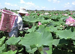 Đồng Tháp: Giá gương sen đột ngột tăng cao kỷ lục chưa từng có, đạt tới 70.000 đồng/kg