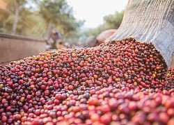 Giá cà phê hôm nay 8/12: Cà phê Arabica khởi sắc đi lên, giá Robusta liệu đã chạm đáy?