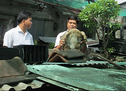 Kiên Giang: Một ông nông dân nuôi cả trăm con cua đinh hình thù kỳ dị, nhiều con to nặng 10 ký, bán đắt tiền