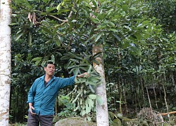 Lào Cai: Giá quế đạt "đỉnh", thu cả vỏ lẫn lá xếp thành cuộn, cân lên thương lái trả tiền tươi