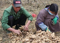 Liên kết trồng gừng xuất khẩu, dân nghèo Lục Khu hết "khát"