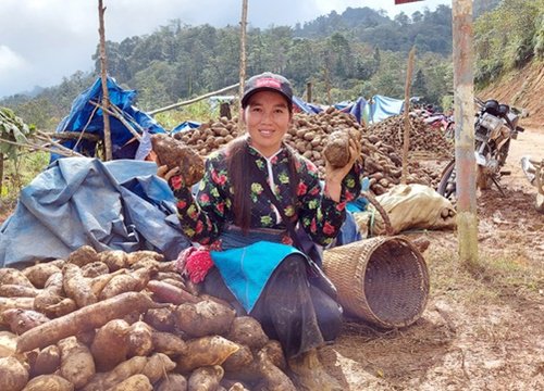 Loại củ nghe tên rất lạ, nhổ 1 gốc lên cả chùm, dân bán thu chục tỷ đồng