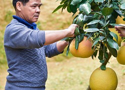 Thanh Hóa: Loại quả cả vỏ và ruột đều đỏ au để "tiến Vua" được săn lùng trước cả 2 tháng để chưng Tết