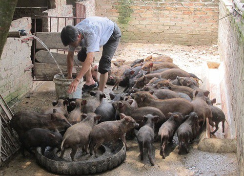 Vĩnh Phúc: Nuôi thứ lợn đẻ khỏe, ăn tạp, mặt xấu, ông nông dân này phát tài