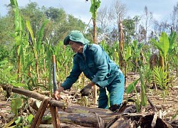 Vực dậy các vùng chuyên canh chuối