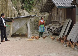 Yên Bái: Dân nghèo được hỗ trợ con gì mà ai cũng vui, vừa tăng thu nhập, lại cải thiện dinh dưỡng?