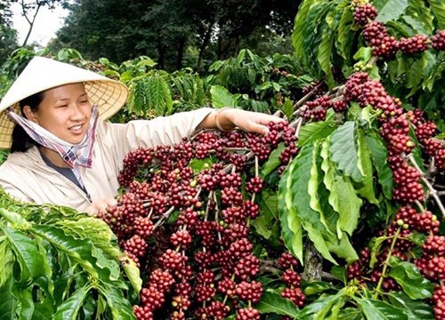 Giá cà phê hôm nay 10/12: Quá nhiều khó khăn cho cà phê cuối năm, giá Arabica quay đầu giảm sâu