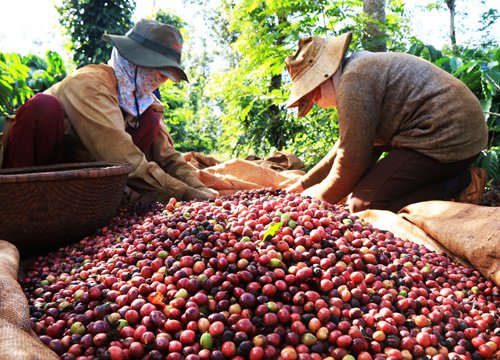 Giá cà phê hôm nay 12/12: Thị trường thế giới tiếp tục tăng, trong nước đồng loạt vượt 33 triệu đồng/tấn