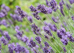 Hoa Oải Hương Lavender - Công dụng, ý nghĩa và cách trồng tại nhà