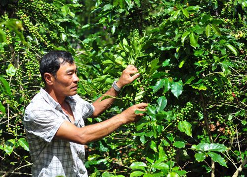 Lâm Đồng: Phát triển cà phê chất lượng cao, chi hơn 100 tỷ đồng cho tái canh, cải tạo giống