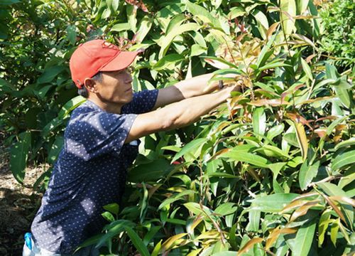 Tây Ninh: Đem thứ cây rừng về vườn trồng như rau, nhà hàng, siêu thị đặt mua tới tấp, nông dân ở đây đổi đời