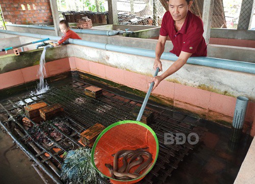 Bình Định: Nuôi lươn không bùn dày đặc trong bể xi măng, nuôi lứa nào trúng lứa đó, nông dân phát tài