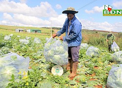 Đắk Nông: Trồng thứ rau gì mà nông dân chặt hối hả, lãi đậm, thương lái Sài Gòn tìm lên tận vườn thu mua?