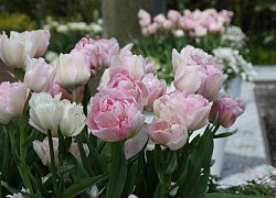 Hoa Tulip - Đặc điểm, ý nghĩa, cách trồng và chăm sóc hoa tươi tốt