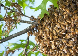 Lần đầu tiên trong lịch sử khoa học chứng kiến loài ong biết dùng công cụ, nhưng họ lại cảm thấy&#8230; buồn nôn