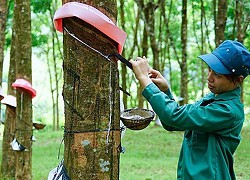 Mỗi tuần một doanh nghiệp: Nhu cầu đất khu công nghiệp gia tăng tạo lợi thế lớn cho GVR