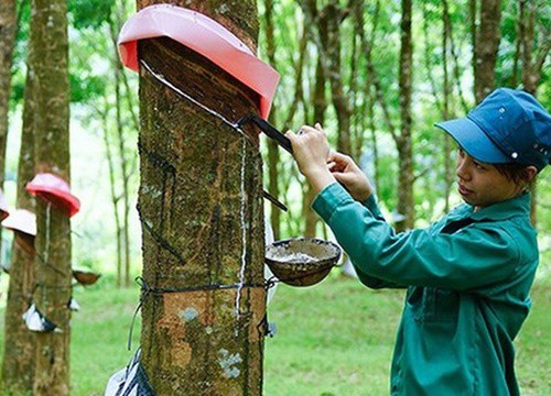 Mỗi tuần một doanh nghiệp: Nhu cầu đất khu công nghiệp gia tăng tạo lợi thế lớn cho GVR