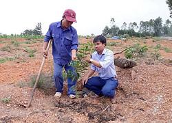 Nghệ An: Trồng chanh không hạt, bán giá 20.000-30.000 đồng/kg, nhiều hộ giàu lên