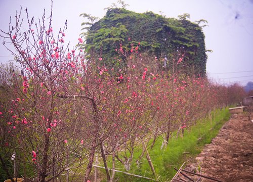 Người trồng đào nhật tân (Hà Nội): Không lo thời tiết, chỉ lo... con "Cô vy"