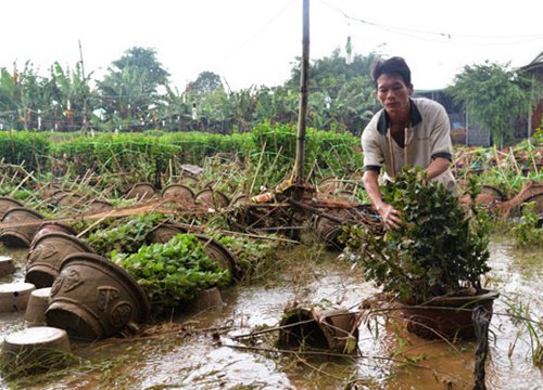 Người trồng hoa Tết âu lo