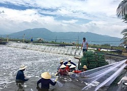 Nuôi tôm công nghệ cao, một ông dân tỉnh Khánh Hòa trúng lớn, chỉ bắt 1 lứa tôm bán đã lời 8 tỷ đồng