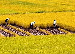 Chấn thương mắt do làm nông có thể gây mù