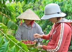 Đồng Nai: Vì sao nông dân ở xã trồng nhiều cà phê nhất vừa hái, vừa chặt luôn cả cây?