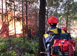 Hải Hà, Móng Cái: Tăng cường phòng, chống cháy rừng