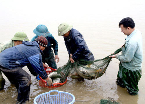 Ninh Bình: Nuôi cá trong ruộng lúa, chả phải cho ăn mà con nào cũng to bự, thương lái cứ gạ "nhớ bán cho tôi"