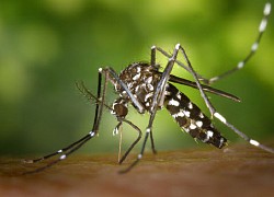 Tăng cường phòng, chống dịch bệnh mới Chikungunya