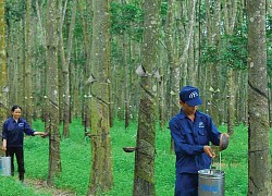 Tập đoàn Công nghiệp Cao su Việt Nam (GVR) thoái thành công gần 9,34 triệu cổ phiếu Đầu tư Sài Gòn VRG (SIP)