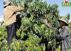 Đắk Nông: Cây cà phê mang "bệnh đẻ sai quy trình" có chữa được không?