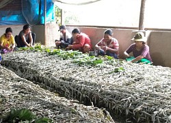 Lâm Đồng: Ở nơi này, nông dân chăm chỉ nuôi la liệt con bò ngọ nguậy, ăn lá như ranh, tiền đều mỗi tháng