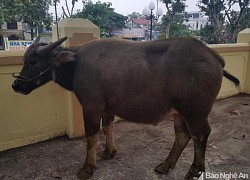 Nam thanh niên dùng xe máy SH đi trộm trâu