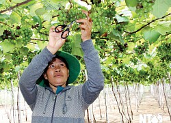 Ninh Thuận: Trồng cây nho lạ ghép lên gốc cây nho dại, ra trái quá trời, quả xanh lét mà ăn vừa ngọt vừa thơm