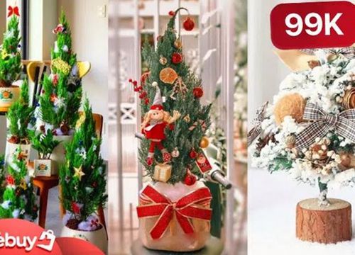 Noel năm nay không cần sắm cây thông giả vì có cả loạt cây Noel thật giá chỉ từ 99k