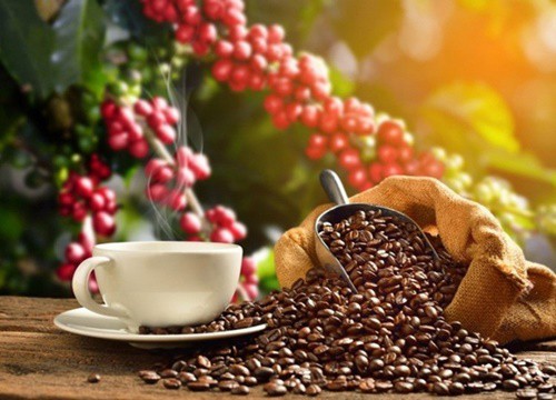 Giá cà phê hôm nay 22/12: Robusta chưa rõ đà tăng, chất lượng cà phê vụ mới Việt Nam đang rất tốt