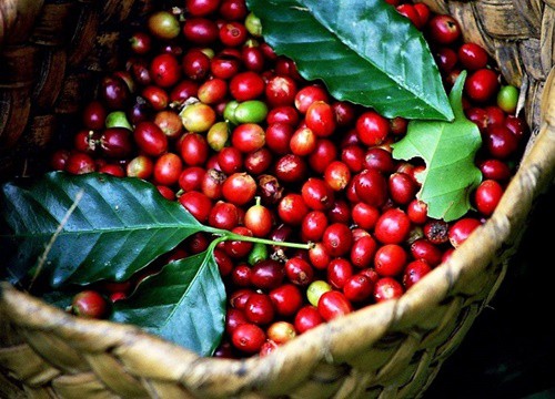 Giá cà phê hôm nay 24/12: Arabica quay đầu tăng, Robusta lừng khừng khi nhà đầu cơ nghỉ lễ Giáng sinh