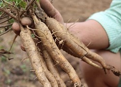 "Hồi sinh" thần kỳ thứ tưởng đã biến mất ở Việt Nam, nhiều người "ôm tiền khủng"