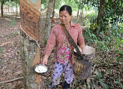 Phú Yên: Giá mủ cao su tăng, nhưng gặp phải điều này nông dân cũng chưa hẳn là vui