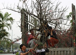 'Chính phủ chỉ cấm chặt đào rừng tự nhiên'